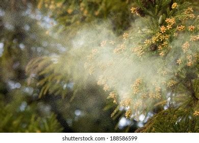 Cedar Pollen Images, Stock Photos & Vectors | Shutterstock