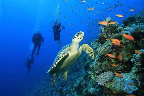 All our Cozumel diving packages included private guide