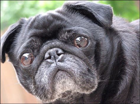 Old black pug...looks like my Penny | Black pug, Pug love, Pugs funny