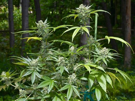 Mid-Summer Outdoor Marijuana Grow Guide