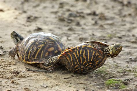 Turtle Love Free Stock Photo - Public Domain Pictures