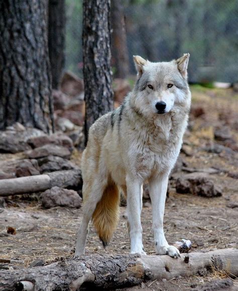 Alaskan Tundra Wolf, Williams, Arizona Copyright: Eleu Tabares | Wolf dog, Wolf husky, Wild dogs