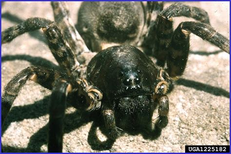 Wolf Spider - Plant & Pest Diagnostics