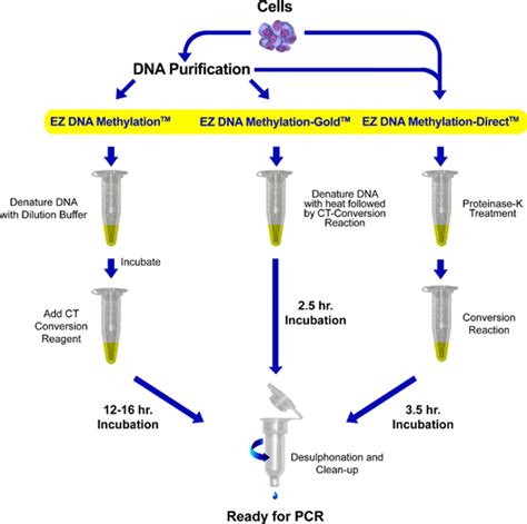 Bisulphite Conversion - EZ DNA Methylation™