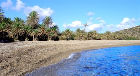 The palm tree forest of Vai at the eastern Crete