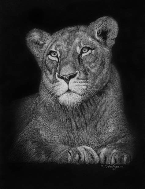 Lioness - White Pencil On Black paper - by Melissa Schatzmann | Black ...