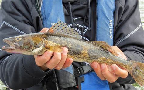 Walleye Vs Sauger: A Complete Guide | ouachitaadventures.com in 2022 | Walleye, Fish