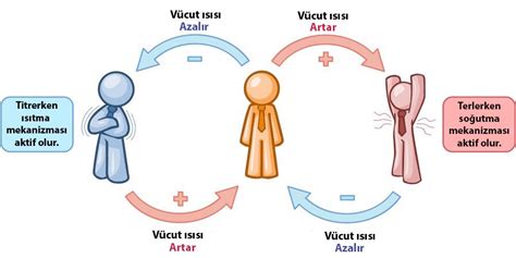 Biyolojisitesi.net, Sinir Sistemi, Endokrin Sistem ve Hormonlar, İnsanda Endokrin Sistem ve ...