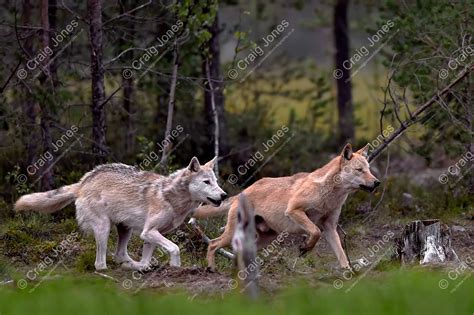 Wolf Attack in Woodland - Craig Jones Wildlife Photography