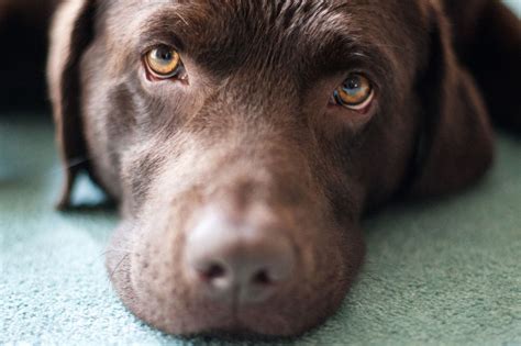 Labrador eyes | Chocolate labrador retriever, Labrador, Labrador ...