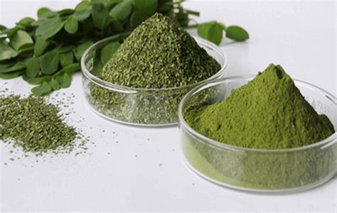 Moringa – This Herb Kills Cancer And Stops Diabetes