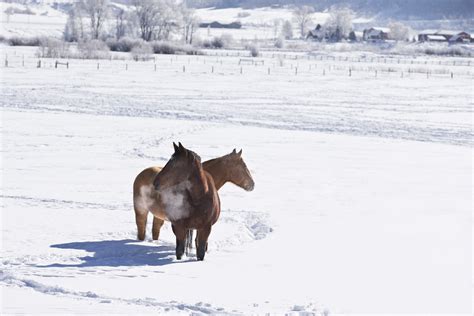 Winter Wonderland Horses by Kathy Cline - Equestrian Stylist