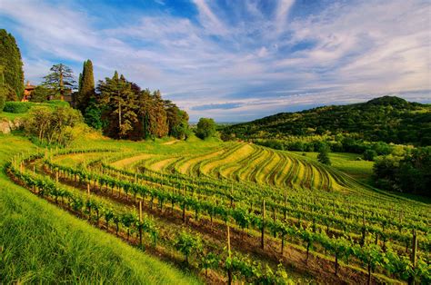 Vineyard Wallpaper HD Download