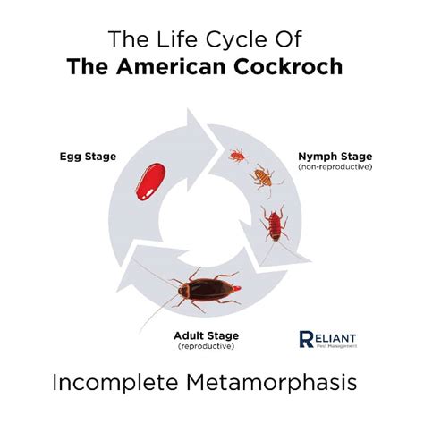 Life Cycle Of Cockroach Diagram