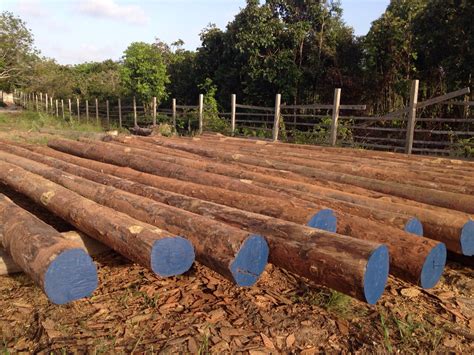 Greenheart Pilings – South America Lumber