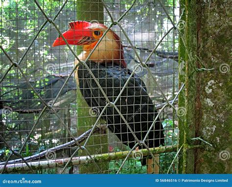 Philippine Toucan Inside Cage Stock Photo - Image: 56846516