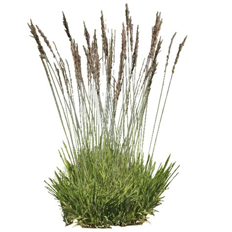 Purple Moor Grass (Ulquiorra) | ZT2 Download Library Wiki | Fandom