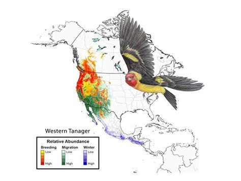 Beyond borders: Why we need global action to protect migratory birds