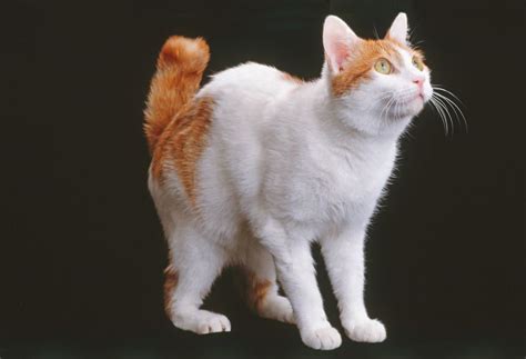 Japanese Bobtail on green | Japanese bobtail, Bobtail cat, Cat breeds