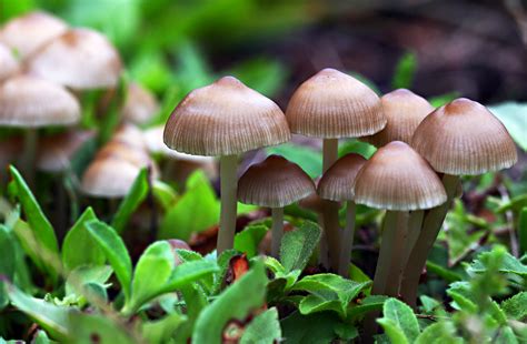 File:Baby mushrooms.jpg - Wikimedia Commons