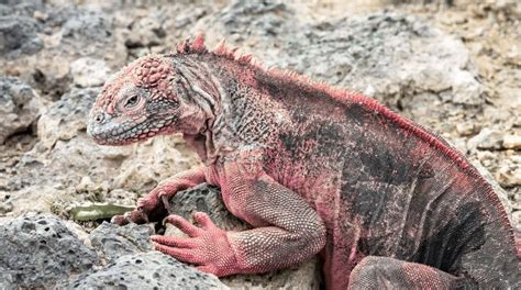 The endangered Pink Iguana is genetically distinct from the two types of green land iguanas in ...