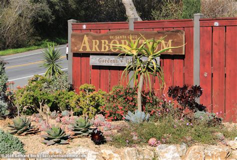 UC Santa Cruz Arboretum in late winter: South African Garden