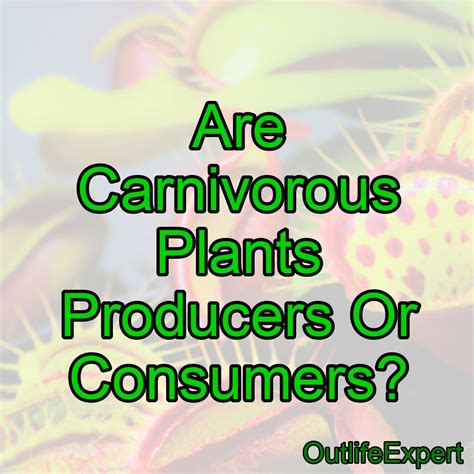 Are Carnivorous Plants Producers Or Consumers? – Outlife Expert