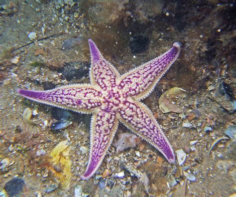 Asterias amurensis | Asteroidea. Seastar introduced from Jap… | Flickr