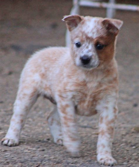 Queensland Heeler Puppies For Sale Near Me - animal protective league