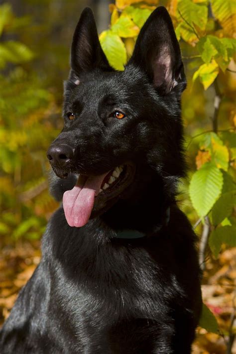 Black dog | Black german shepherd dog, Black german shepherd, German ...