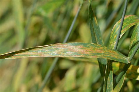 Wheat Disease Update | Farms.com