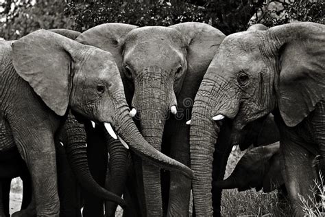 Elephants, Kruger National Park Stock Image - Image of africa, south ...