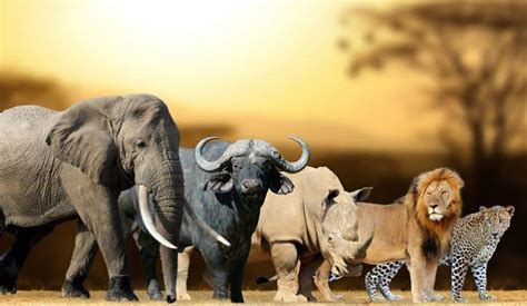 Africa's big five animals - big five animals in Africa, the big five in a frica