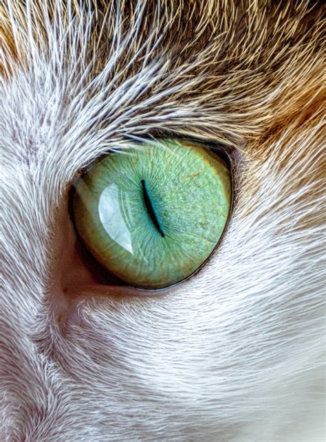 Cat Eye Free Stock Photo - Public Domain Pictures
