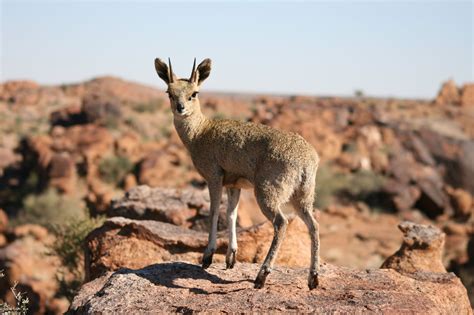 Klipspringer | Animals, Antelope, South africa