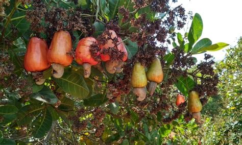 Cashew Tree