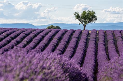 How to Plant Lavender ‘Provence’ – The Garden Hows