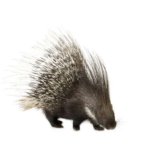 Porcupine stock image. Image of spicked, rodent, defense - 2894713