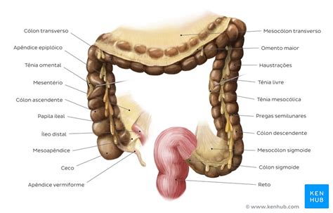 Intestino grosso - Anatomia, função e aspetos clínicos | Kenhub