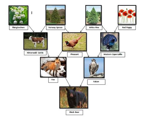 Food Chain/Web - The Black Forest