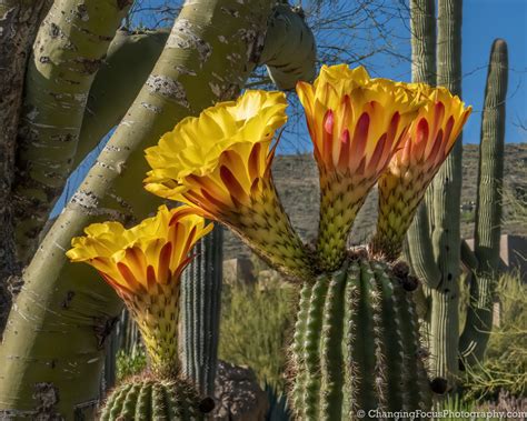 Gigantic Cactus Flowers That Only Bloom One Day a Year - Hope Inc. Stories