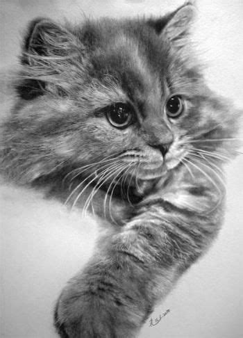 Persian Cat... - Sketching | Irshad Ali | Touchtalent | Pencil drawings of animals, Cat drawing ...