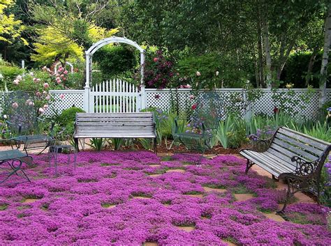 Creeping Thyme ground cover 1000 seeds fragrant herb pink