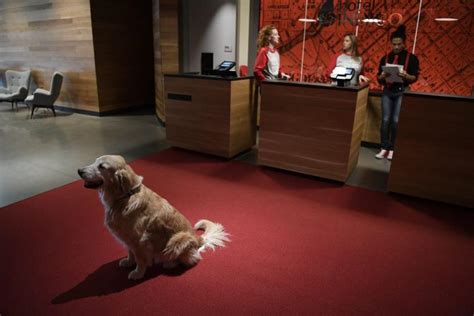 New pet-friendly boutique hotel opens near Denver’s Union Station – The ...