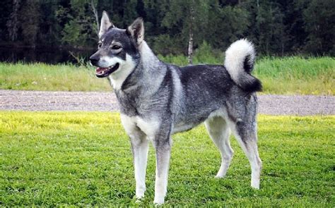 Swedish Elkhound (Jamthund) Temperament and Personality - Friendly and Non Aggressive