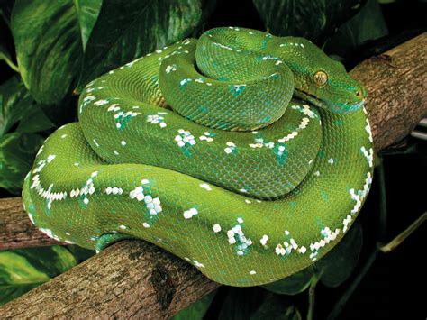 Green Tree Python Information And Care - Reptiles Magazine