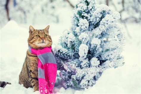 Cold Weather Cats: Breeds That Do Well In The Cold (And Those That Don’t) - CatGazette