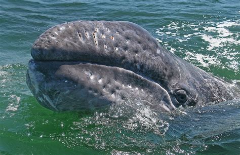 Marine Mammal - California Gray Whale - California State Capitol Museum