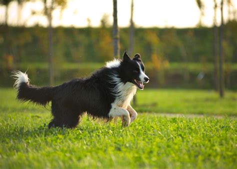 7 of the Best Dog Breeds for Living in the Country - Vetstreet | Vetstreet