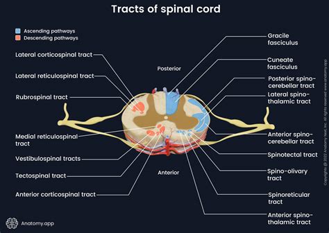 Spinal cord | Encyclopedia | Anatomy.app | Learn anatomy | 3D models, articles, and quizzes